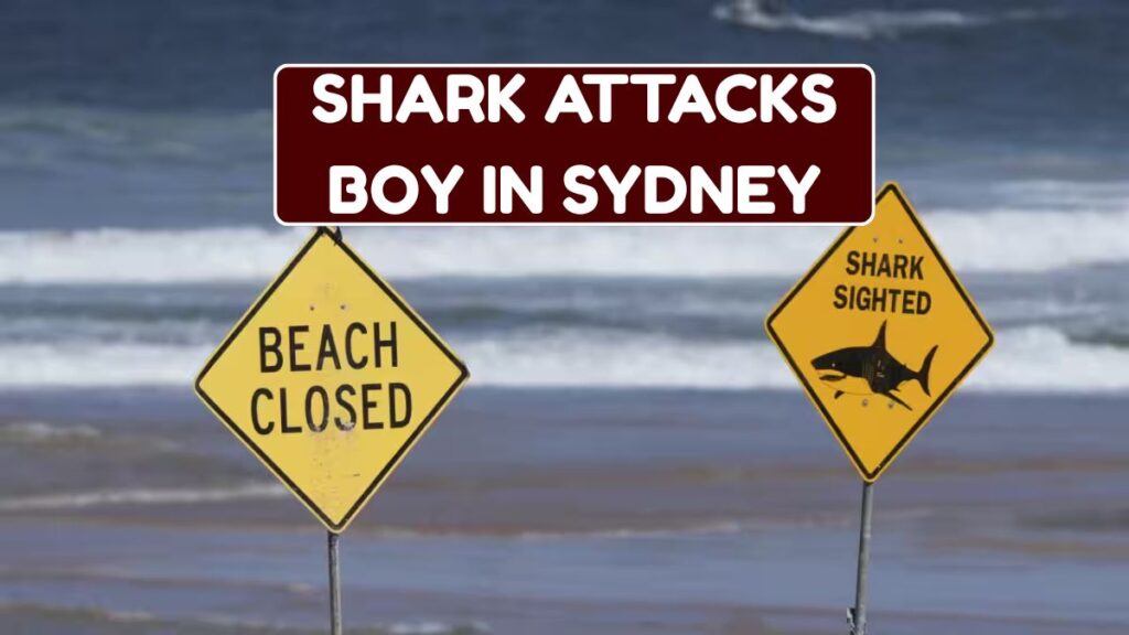 Shark Attacks Boy In Sydney: Check News & Current Condition