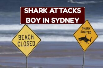 Shark Attacks Boy In Sydney: Check News & Current Condition